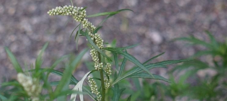 Davana (Artemisia pallens)
