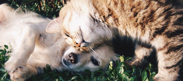 Aromapflege für Haustiere